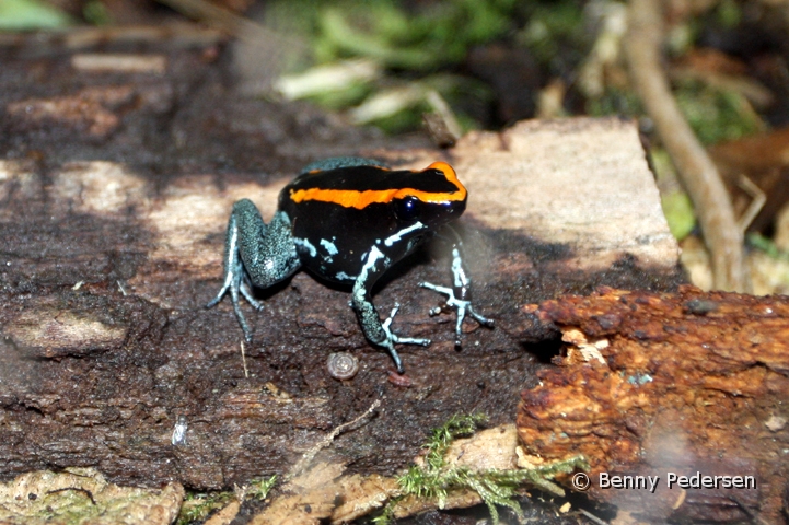 stribet giftfro IMG_6725.jpg - Stribet giftfrø  (Phyllobates vittatus)